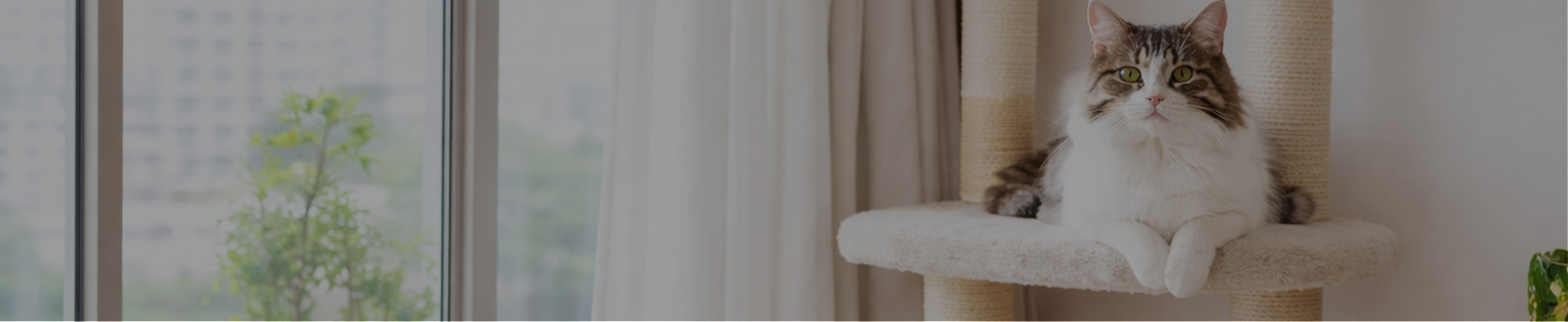 猫がくつろぐ様子